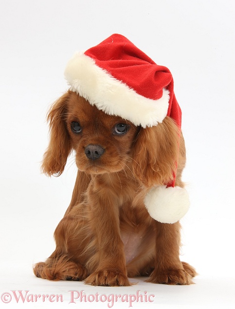 Ruby Cavalier King Charles Spaniel pup, Flame, 12 weeks old, wearing a Father Christmas hat, white background