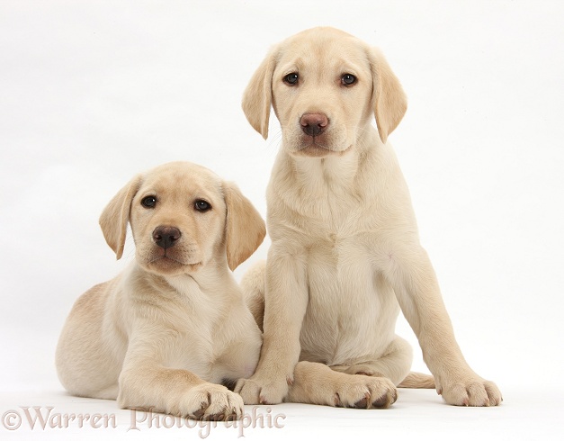 Yellow Labrador Retriever puppies, 10 weeks old, white background