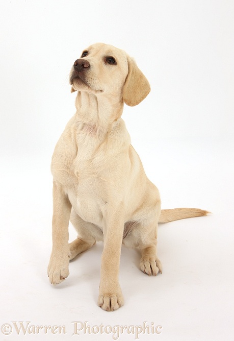 Yellow Labrador Retriever pup, 5 months old, sitting, looking up, white background