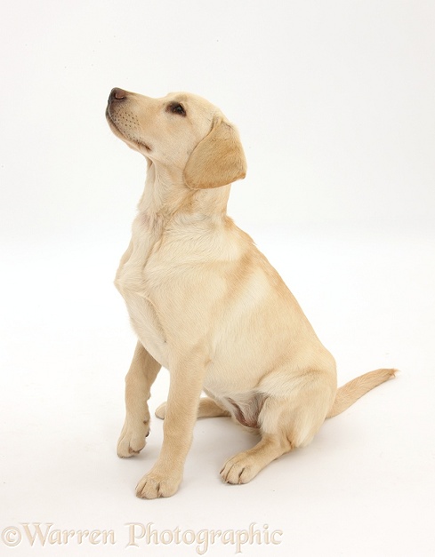Yellow Labrador Retriever pup, 5 months old, sitting, looking up, white background