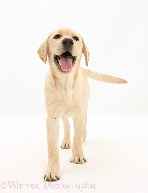 Yellow Labrador Retriever pup, 5 months old, standing, white background
