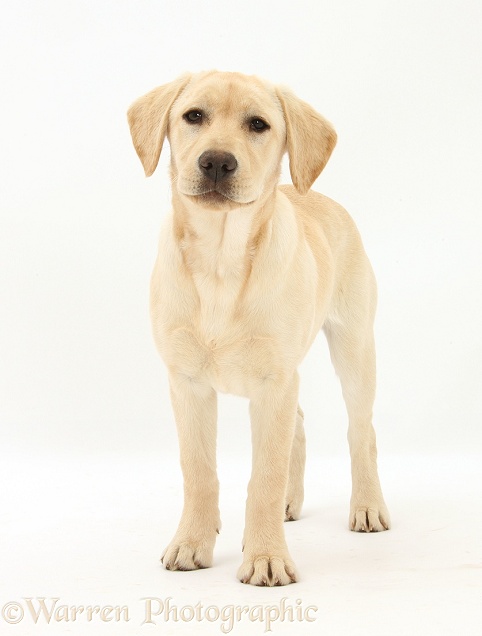 Yellow Labrador Retriever pup, 5 months old, standing, white background