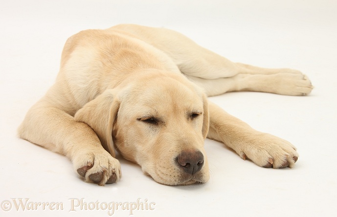 Sleepy Yellow Labrador pup, 5 months old, white background