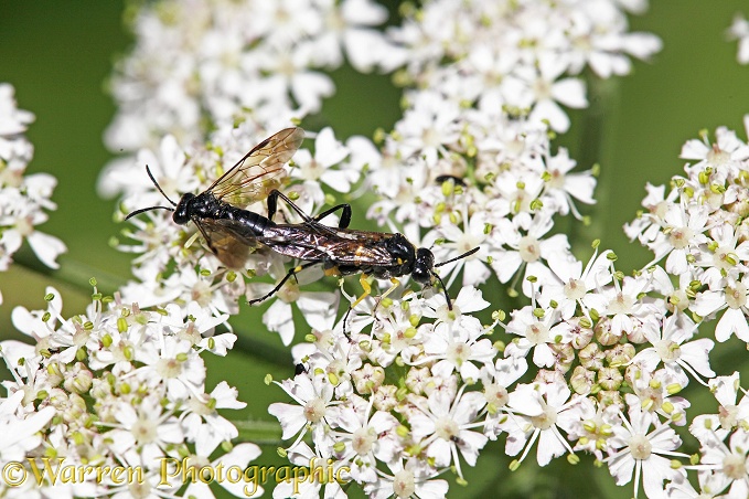 Sawfly (unidentified) mating pair on Hogweed