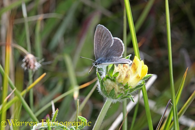 Small Blue Butterfly (Cupido minimus) on Kidney Vetch (Anthyllis vulneraria)
