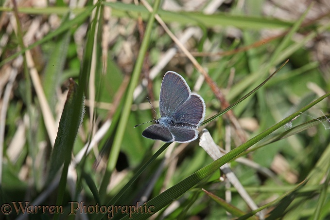 Small Blue Butterfly (Cupido minimus)