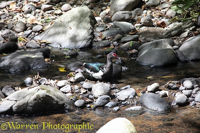 Muscovy Duck (Cairina moschata) drake in a mountain stream