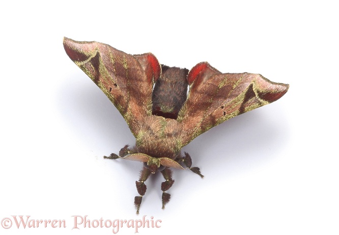 Rainforest moth (unidentified), white background