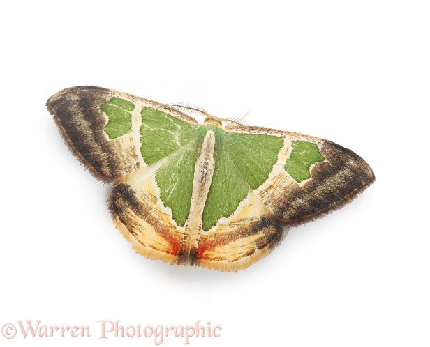 Rainforest moth (unidentified), white background