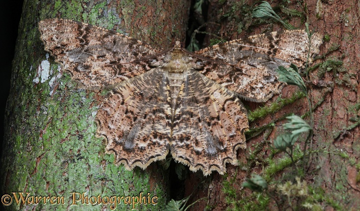 Rainforest moth (unidentified) camouflaged on tree trunk