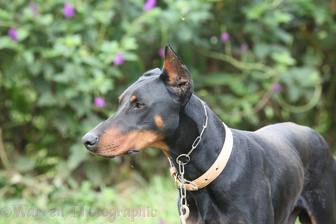 Doberman guard dog with clipped ears