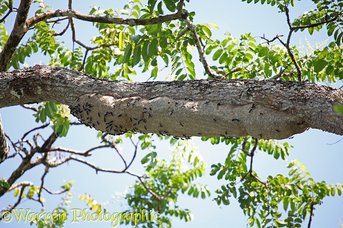 Hornet (unidentified) nest beneath a horizontal branch in rain forest