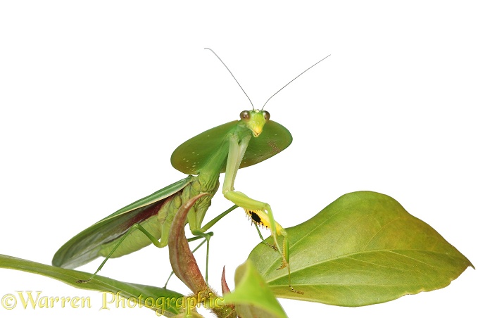 Leaf Mantis (Choeradodis species), white background
