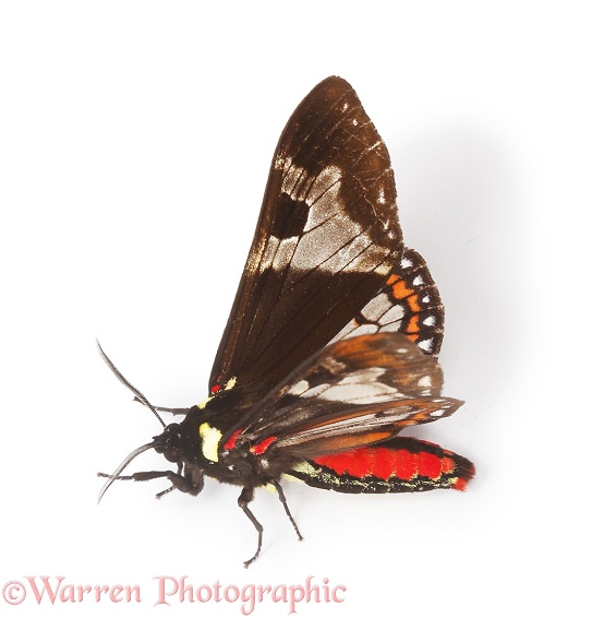 Rainforest moth (unidentified), white background