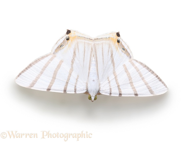Rainforest moth (unidentified), white background