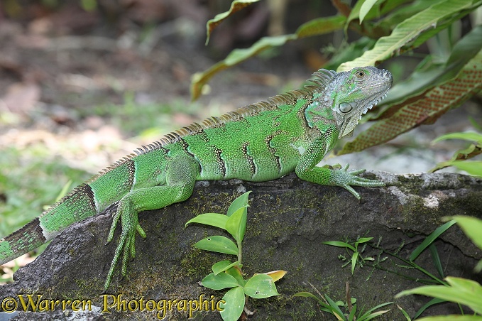 Green Iguana (Iguana iguana) adult