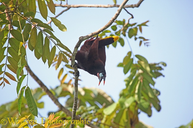 Montezuma Oropendola (Psarocolius montezuma) male hanging from a branch in display