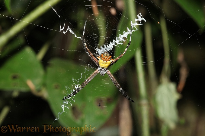 Orb-web Spider (unidentified) in web with stabilimentum