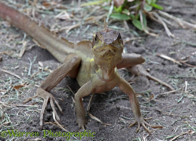 Common Basilisk (Basiliscus vittatus)