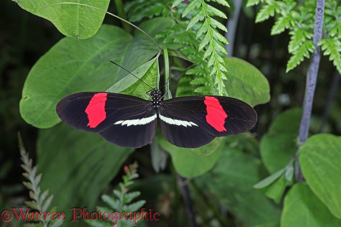 Small Postman Butterfly (Heliconius eratus)