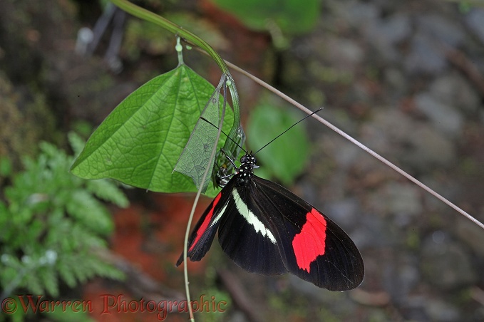 Small Postman Butterfly (Heliconius eratus) female egg-laying