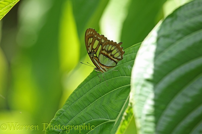 Malachite Butterfly (Siproeta stelenes)