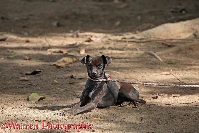 Mongrel dog tied to a rope.  Tortuguero, Costa Rica