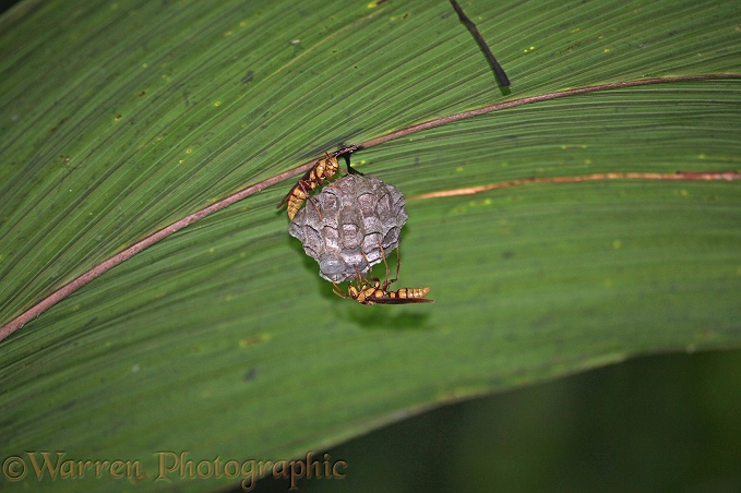 Hornet (unidentified) nest underneath a palm frond. Costa Rica