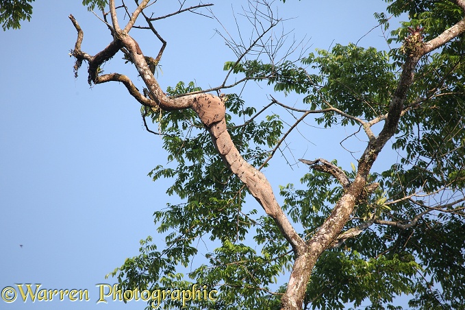 Hornet (unidentified) nest. Costa Rica