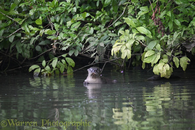 Southern River Otter (Lutra longicaudis)
