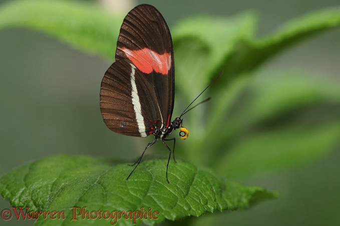 Small Postman Butterfly (Heliconius eratus)