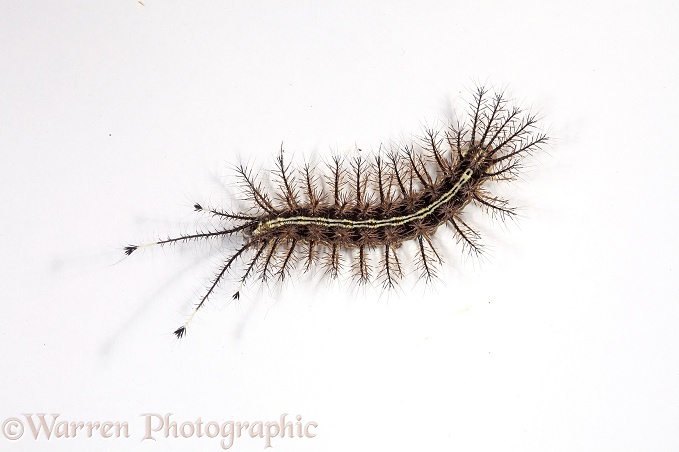 Stinging caterpillar (unidentified), white background