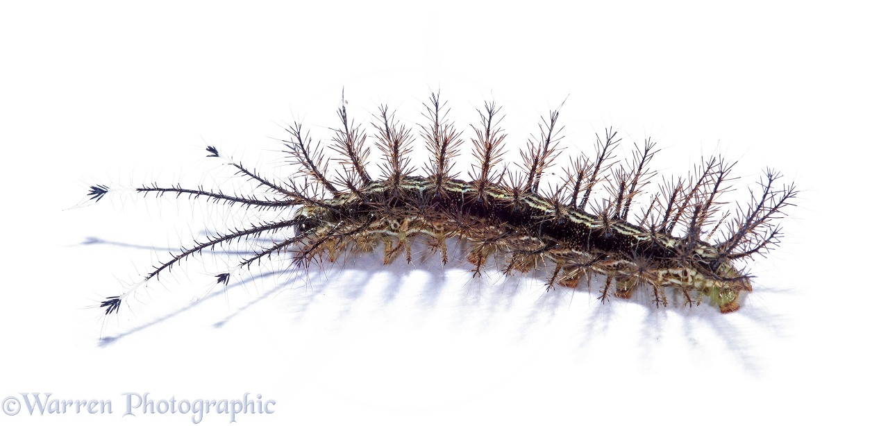 Stinging caterpillar (unidentified), white background