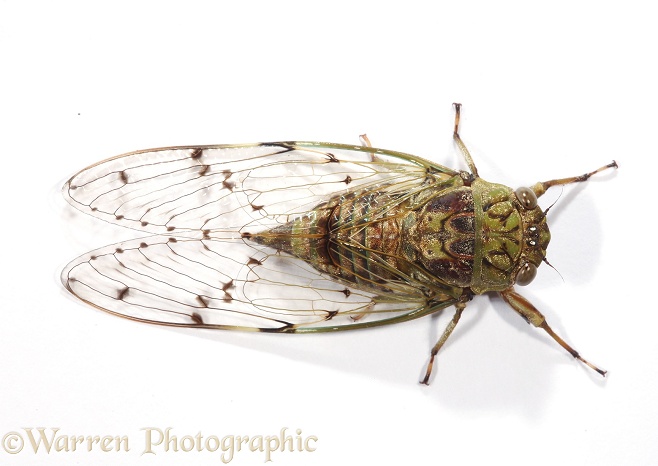 Cicada (Homoptera), white background