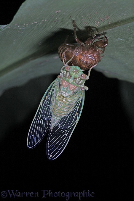 Cicada (Homoptera) emerging from pupa at night