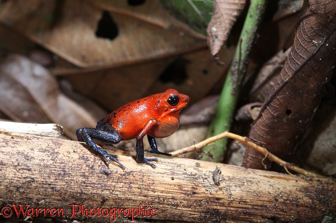 Strawberry Poison Dart Frog (Oophaga pumilio) male calling