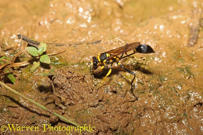 Mud-dauber wasp (unidentified) female collecting mud