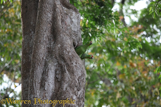 Crimson-fronted Parakeet (Aratinga finschi) pair in nest hole. Tortuguero