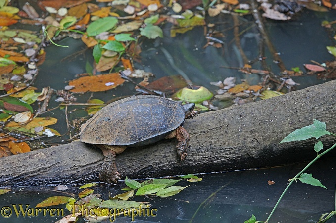Black River Turtle (Rhinoclemmys funerea)