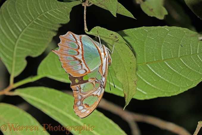 Malachite Butterfly (Siproeta stelenes) roosting on the underside of a leaf