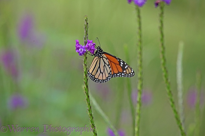Monarch Butterfly (Danaus plexippus) feeding on Vervine