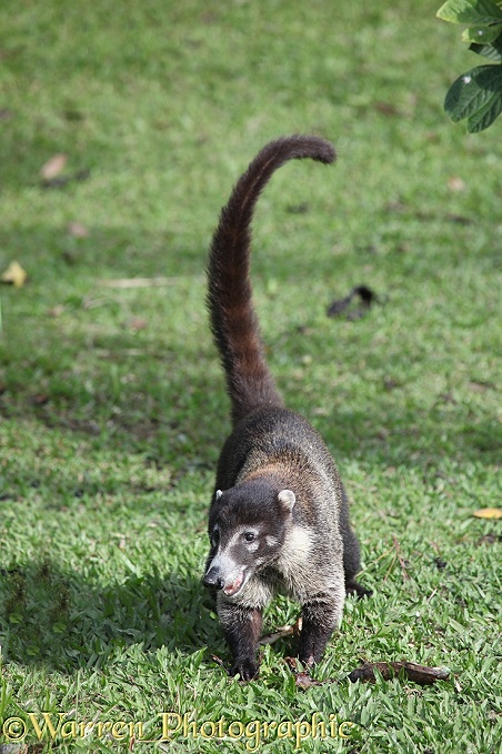 Coati (Nasua narica)