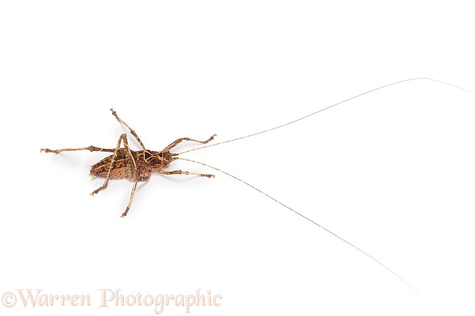 Bush Cricket or Katydid (Tettigoniidae), white background