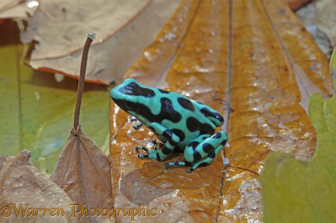 Black-and-green Poison Dart Frog (Dendrobates auratus)