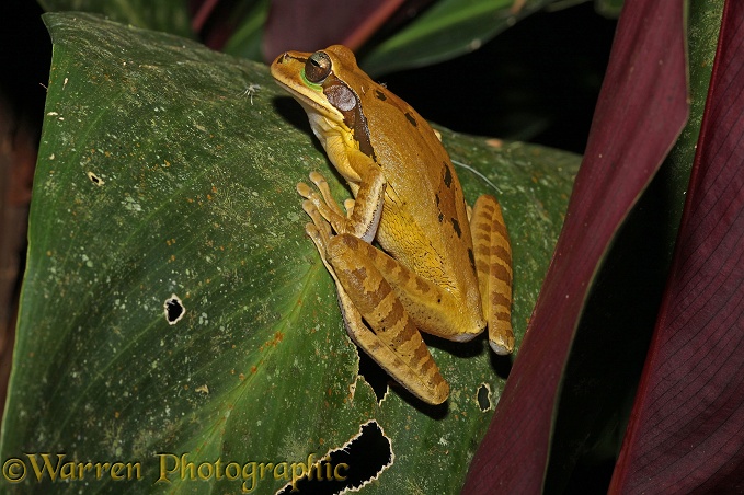 Frog (unidentified), La Selva, Costa Rica