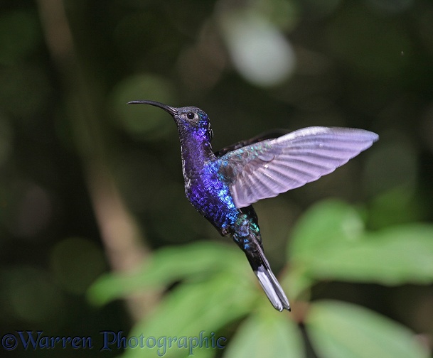 Violet Sabrewing (Campylopterus hemileucurus) male hovering