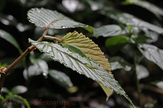 Bush Cricket or Katydid (Tettigoniidae) camouflaged on a leaf. Monteverde, Costa Rica