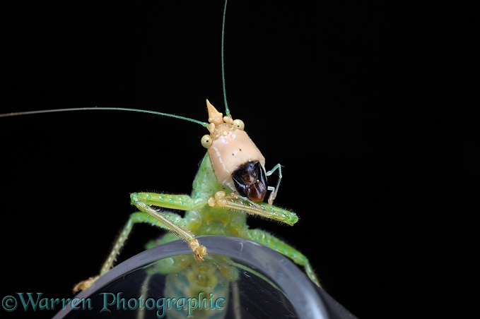 Predatory Katydid (Tettigoniidae) La Selva, Costa Rica