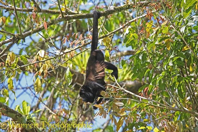 Mantled Howler Monkey (Alouatta palliata) male feeding on leaves while hanging by his prehensile tail
