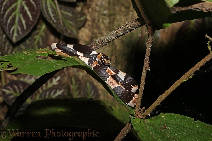 Snail-eating snake.  Costa Rica